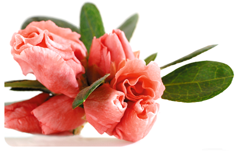 Miss Azalea